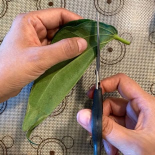 folded paan leaf being cut using a scissor